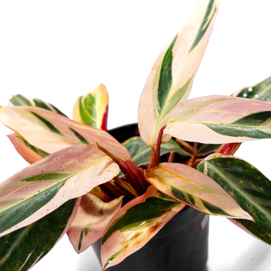 Stunning choice for your indoors - Triostar stromanthe-