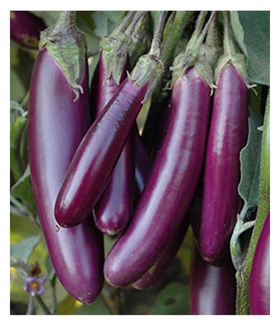 Brinjal (Bengan) Purple Long Quality Seeds - Pack of 50 F-1 Hybrid Seeds