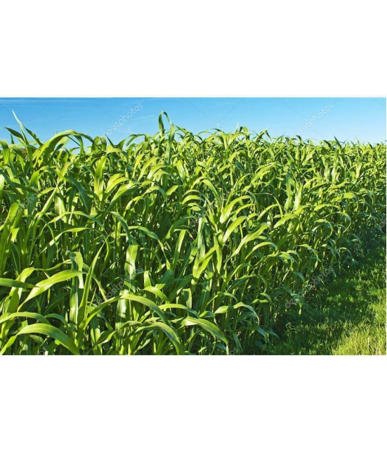 hybrid sorghum grass 100 gram seeds pack with user manual