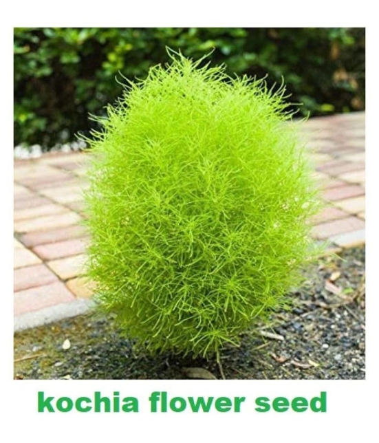 Kochia Green Grass Ball Flower Hybrid (20 -Seeds ) For Home Gardening Planting