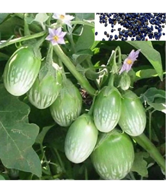 homeagro - Brinjal Vegetable ( 100 Seeds )