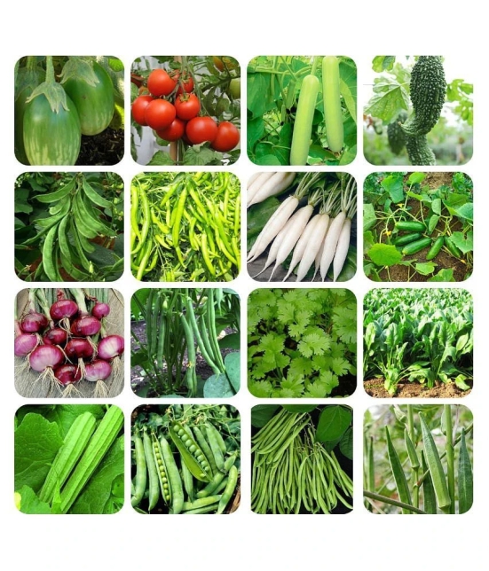 Kitchen Garden big pack 550+ seeds are best suited for growing all seasons.