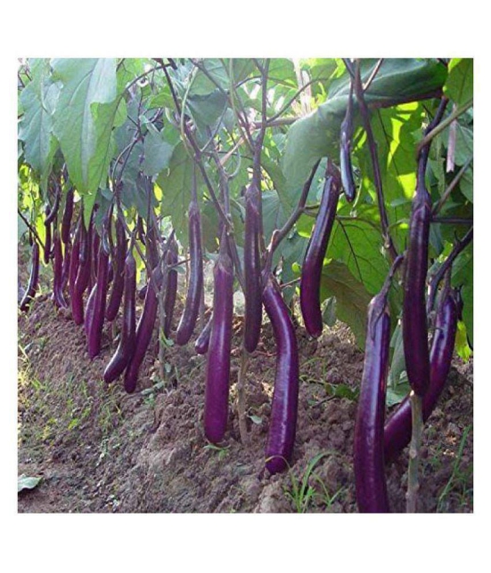 Long Purple Brinjal ( Best Quality Seeds ) - 100 Seeds Per Pack