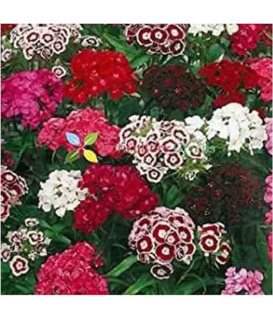 CLASSIC GREEN EARTH - Sweet William Flower ( 60 Seeds )