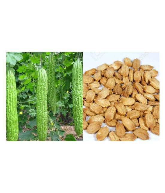 10 Seeds of High Yield Bitter Gourd Pali F1 Hybrid Green Long for Terrace Balcony Kitchen Poly House Gardening