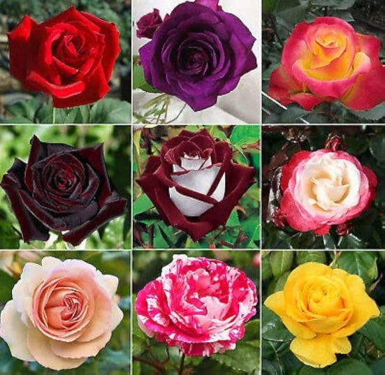 Pack Of 4 Different Colour Rose Plant