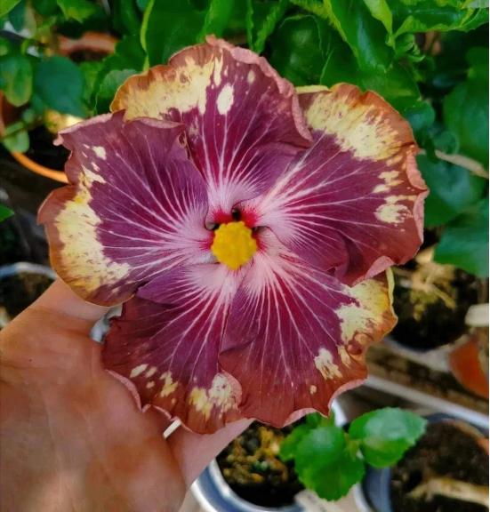 Hybrid American Hibiscus Flower Plant