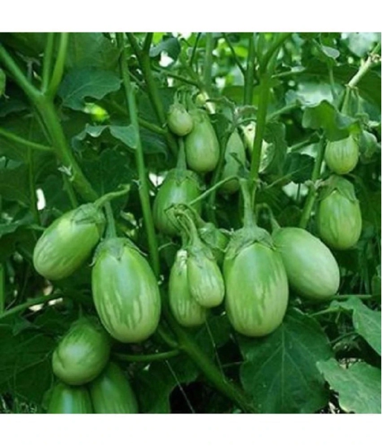 Home / Seeds / Vegetables Seeds / Brinjal GREEN GOL Seeds Brinjal Purple Long Seeds