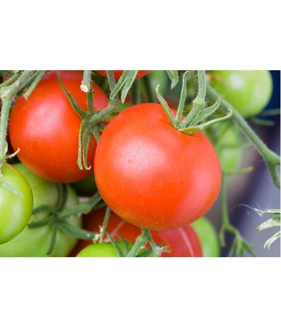 homeagro - Tomato Vegetable ( 100 Seeds )