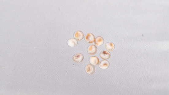 100% Natural Brown Mother of Pearl Shell Flat Round Cabochons 8mm