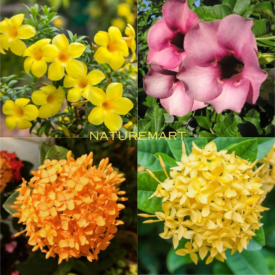 Pack Of 2 different Summer Flower Plant