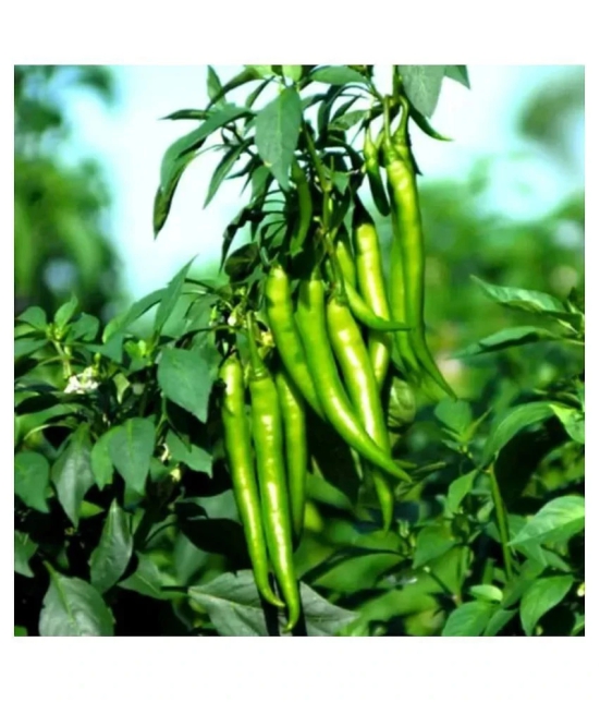 Chilli Jwala - Desi Vegetable 50 Seeds