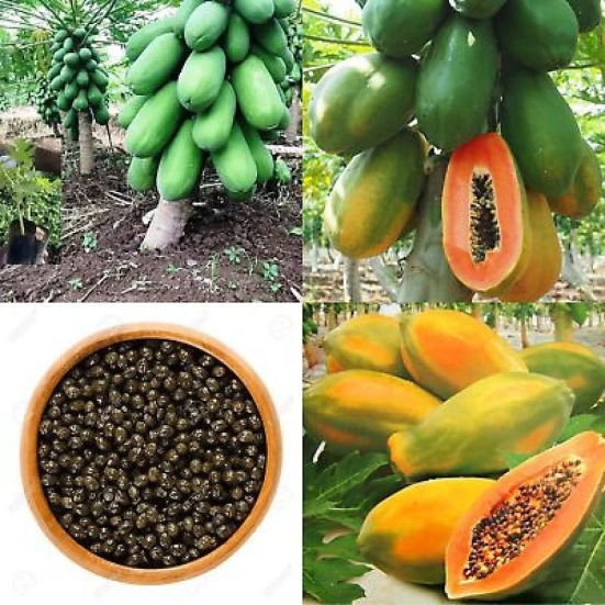 Flare Seeds Papaya Tree Open Polinated Selected Variety High Yeilding Gaint Plant Seeds For All Seasons Bonsai Suitable Fruit Seeds Garden Pack