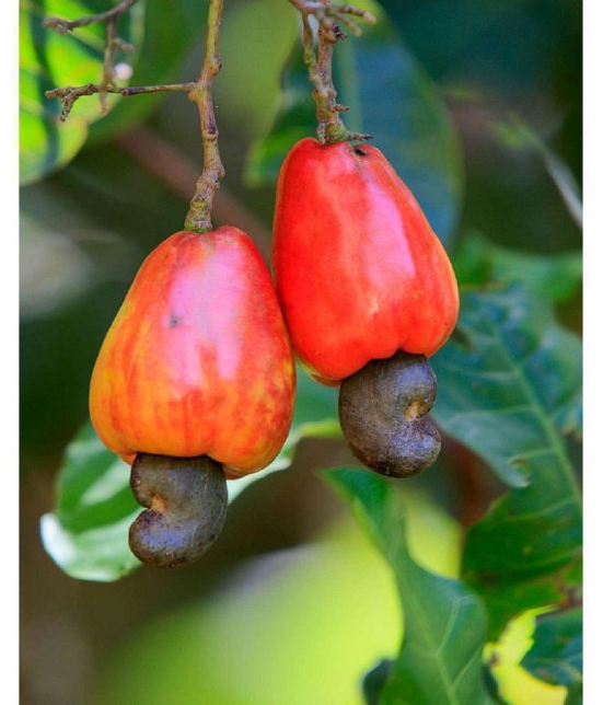 Golden Hills Farm Cashew Nut Kaju Tree Seeds (Multicolour) 5 seeds