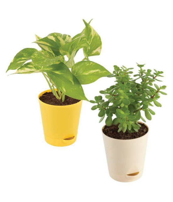 Ugaoo Good Luck Indoor Plants For Home With Pot - Jade Plant & Money Plant Variegated