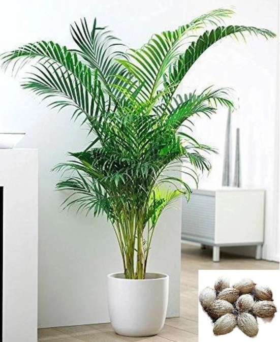 homeagro - Areca palm Plant ( 5 Seeds )