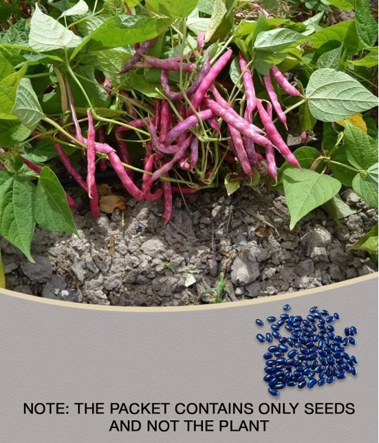 Recron Seeds - Creeper Bean Vegetable ( 15 Seeds )