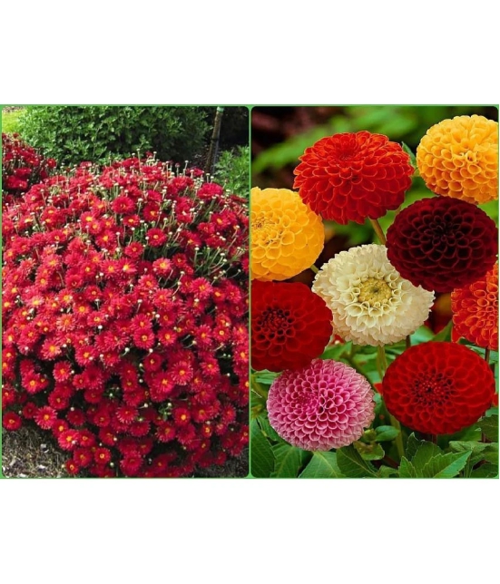 Homeagro Seeds Combo - Chrysanthemum Flower ( 50 seed ) and Dahlia Mixed Flower ( 25 Seeds )