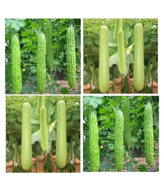 Connifer® Combo Seeds 2 vegetable (  Bitter Gourd & Bottle Gourd) High Yield Hybrid Seeds (Pack Of 20 Seeds , 10 seeds each variety)