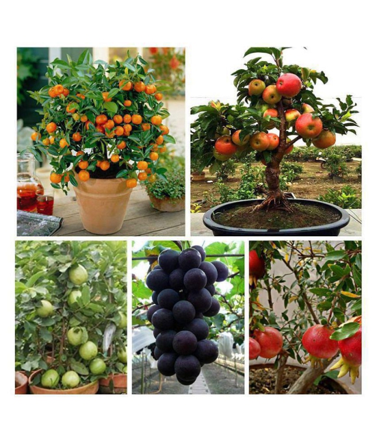 Dwarf Fruit Seeds Combo Orange,Apple, Grape, Pomegranate, Guava 5 seeds Each + 150gm Growing soil + Instruction Manual Inside Package