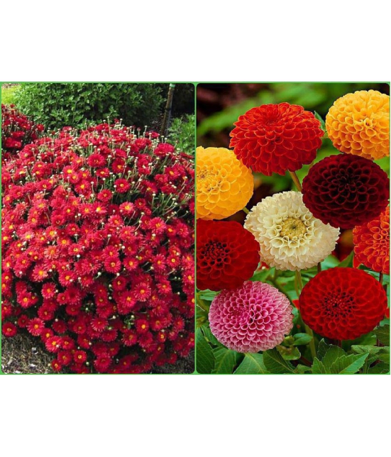 sky star agro Seeds Combo - Chrysanthemum Mix Flower ( 50 seed ) and Dahlia Mixed Flower ( 25 Seeds )