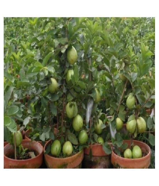 Golden hill guvava seeds 100 seeds with growing cocopeat