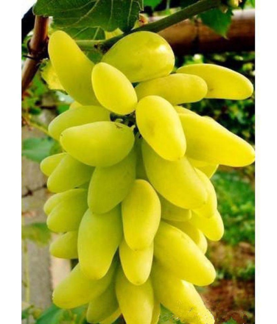 OhhSome Fruit Seeds Golden Green Sweet Grape Professional Organic Seed Fruit Plant Seeds For House Kitchen Garden Fruit Seeds Pack