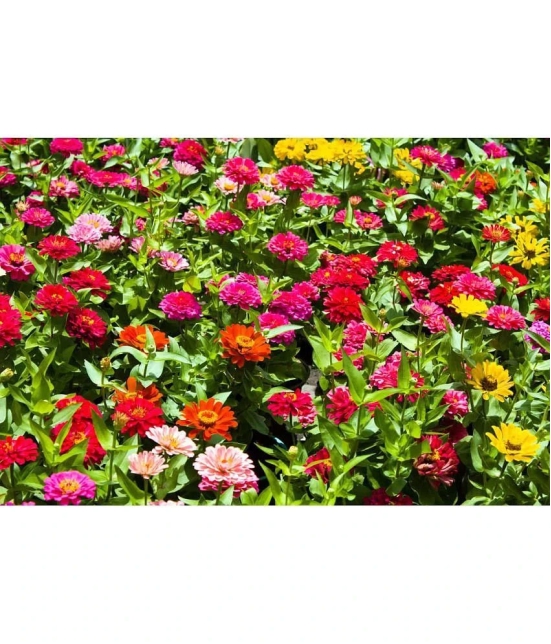 HN organic seed - Zinnia Mixed Flower ( 20 Seeds )