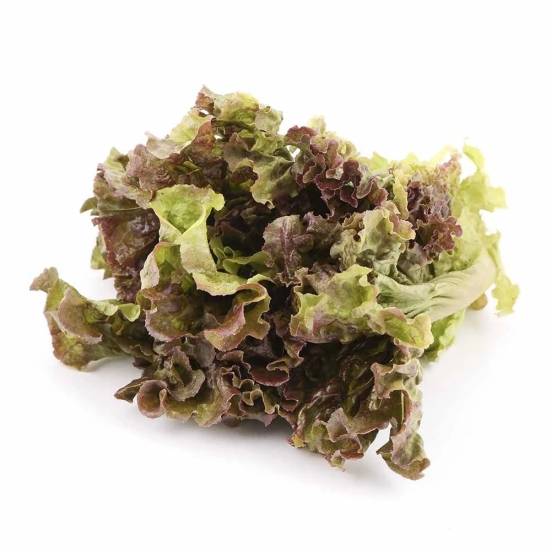 Salad Veggies Lettuce Oakleaf Red, 1 Kg