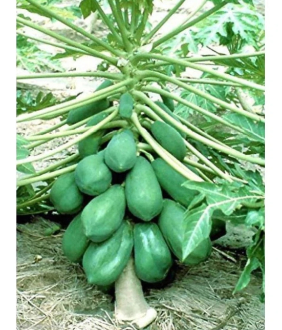 homeagro - Papaya Fruit ( 50 Seeds )