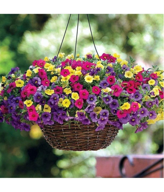 homeagro - Petunia Mixed Flower ( 50 Seeds )