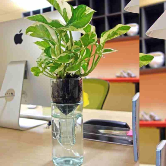 Self Watering Wine Bottle Planter