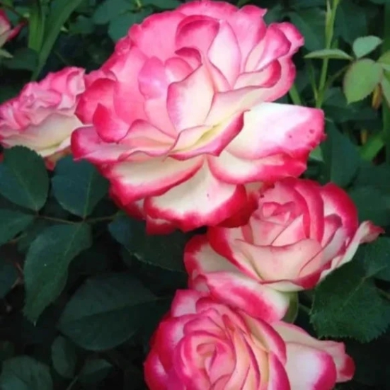 Double Delite Rose  Flower Plant