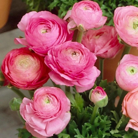 Ranunculus Pink Color Flower Bulb