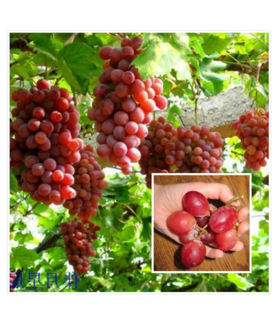 Creative Farmer Seeds For Container Garden Green Grape Fruit Vine Vitis Vinifera Seeds Fruit Plant Seeds For Outdoor Kitchen Garden Bonsai Suitable Fruit Seeds Pack