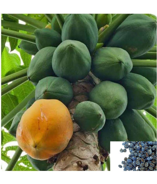 homeagro - Papaya Fruit ( 50 Seeds )