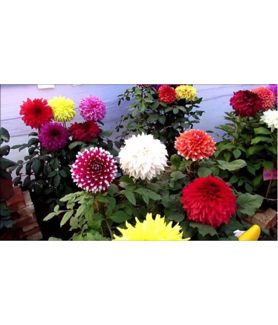 MIX COLOR PREMIUM DAHLIA FLOWER 100 SEEDS COMBO PACK MORE THAN 5 COLOR PLANT SEEDS WITH FREE GIFT COCO PEAT AND USER MANUAL FOR HOME GARDENING