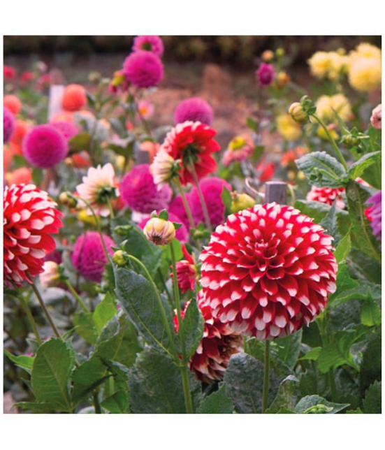 HN organic seed - Dahlia Mixed Flower ( 25 Seeds )