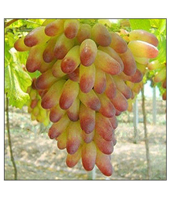 Futaba Grape Seeds Fruit Seeds