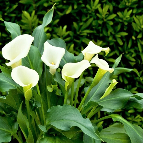 Calla Lily White Color Flower Bulb