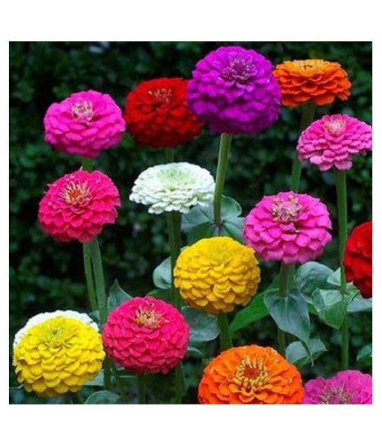 zinnia flower seeds 50 + seeds with cocopeat