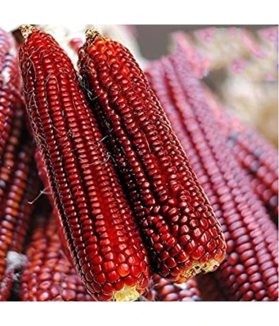 Red Corn (maize) Traditional Seeds - 50 seed