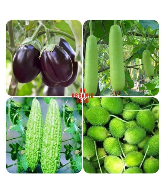 Vegetable Seeds combo for Kitchen Garden - 25+ Seeds | Easy to Grow with Instruction Manual