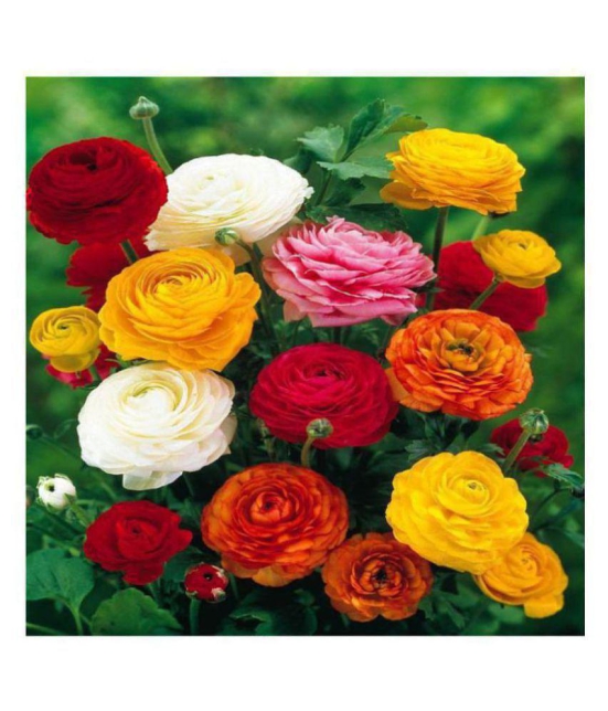 Ranunculus asiaticus Flower Seeds | Pack of 50 Seeds