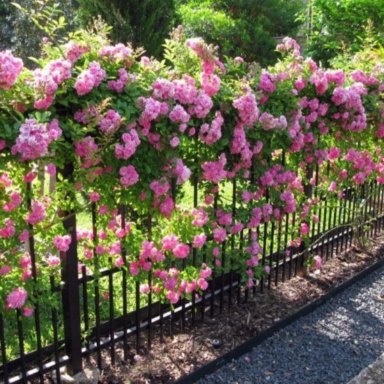 Climbing Rose Plant For Gardening