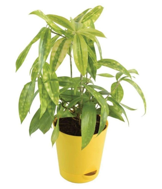 Ugaoo Dracaena Golden Milky Plant with Self Watering Pot