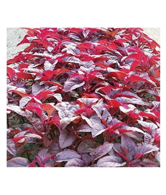 High Yield Red Amaranthus Laal Bhaji Seeds 200 seeds