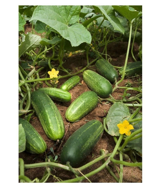 Cucumber Desi Kheera Vegetables 50 seeds