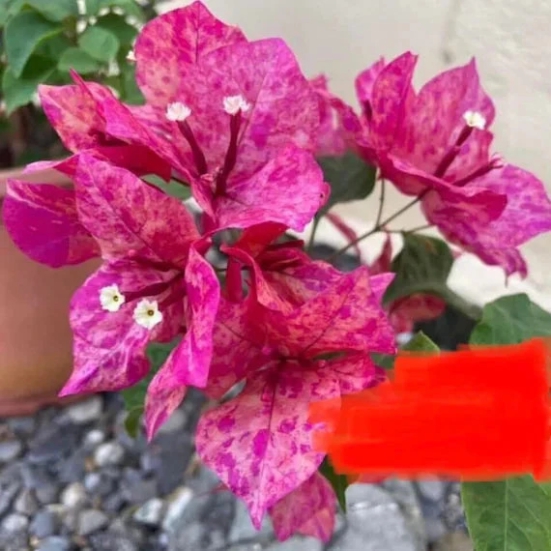 Bougainvillea flowers plant