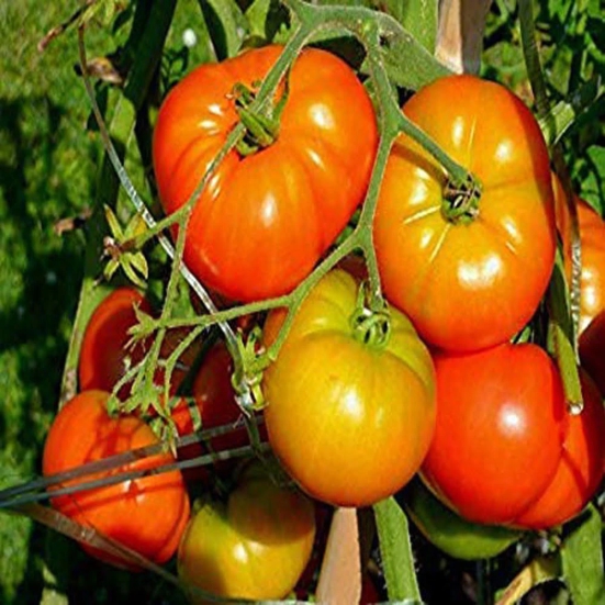 Tomato Desi | Vegetable Seeds